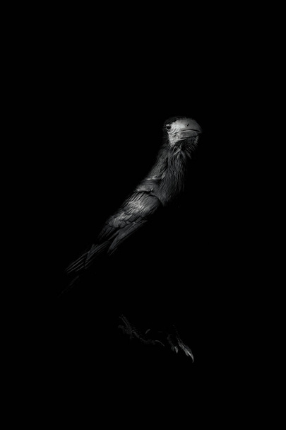 獲物の鳥の肖像画。 黒い白い芸術的な野生生物の写真. .   - 写真・画像