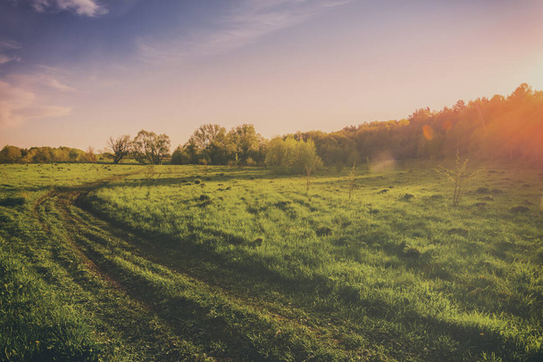 Tramonto o alba in un campo primaverile con erba verde, salici e un cielo limpido. Primavera paesaggio rurale. Vintage film estetico. - Foto, immagini
