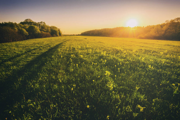 Tramonto o alba in un campo primaverile con erba verde, salici e un cielo limpido. Primavera paesaggio rurale. Vintage film estetico. - Foto, immagini