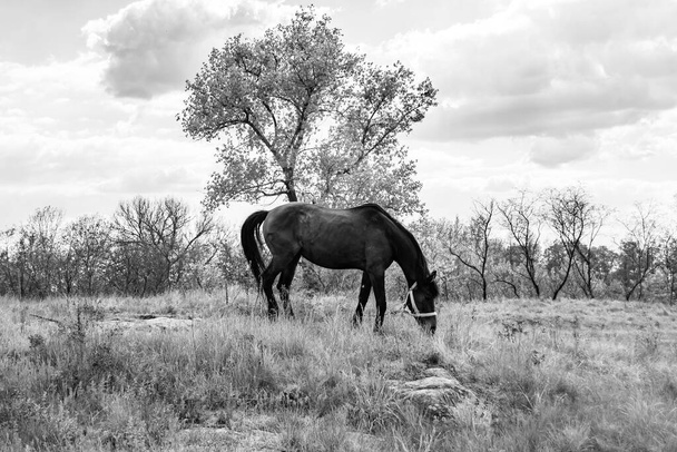 Beau cheval sauvage brun étalon sur prairie de fleurs d'été, cheval mangeant de l'herbe sombre, étalon de cheval avec long portrait crinière en position debout, étalon équin à l'extérieur, grands chevaux équins - Photo, image