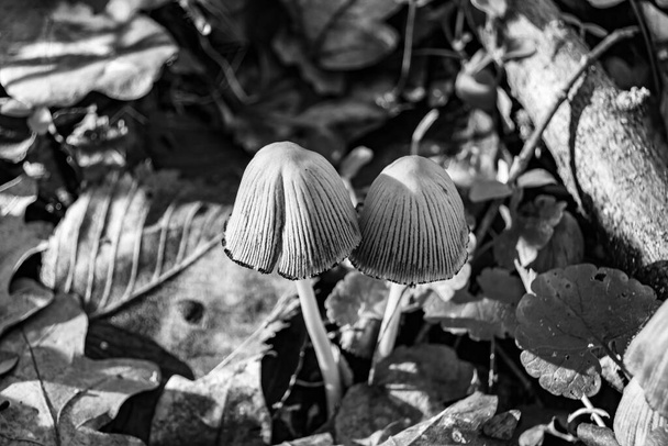 Photography to theme large beautiful poisonous mushroom in forest on leaves background, photo consisting of natural poisonous mushroom to forest outdoors, poisonous mushroom at big forest close up - Photo, Image