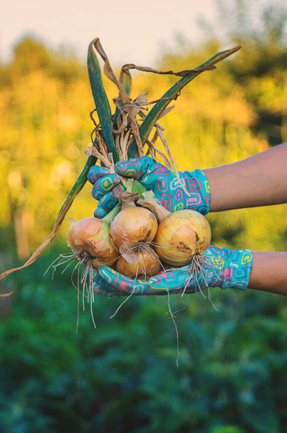 Farmer harvesting onions in the garden. Selective focus. Food. - Photo, Image