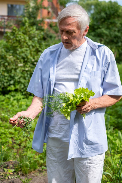 Un homme âgé sourit et se tient dans un jardin contenant de l'aneth frais et de la laitue, avec un bâtiment résidentiel en arrière-plan. Idée de vie saine, de jardinage et de bien-être des aînés. Photo de haute qualité - Photo, image