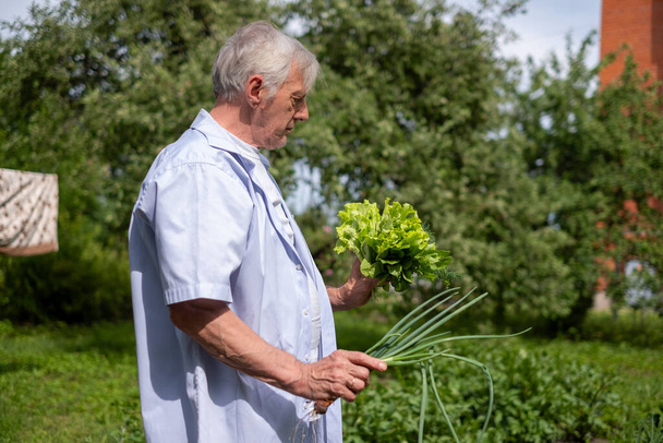 An old man looks at freshly picked fresh lettuce, dill and onions in his hands in a garden. Laundry is drying in the yard in background. Eco lifestyle in countryside for seniors. High quality photo - Photo, Image