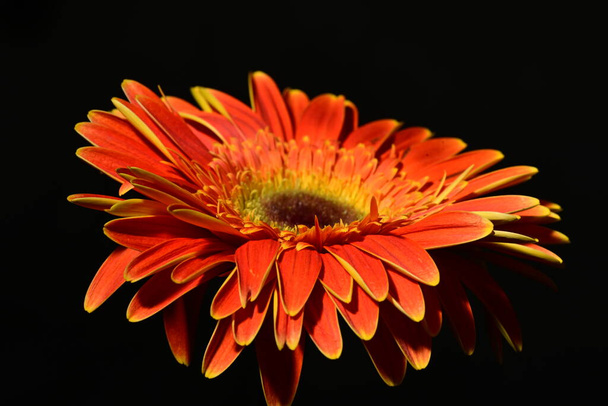 красива яскрава квітка на темному фоні  - Фото, зображення