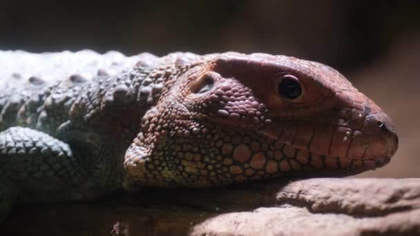 Um réptil terrestre, potencialmente um réptil em escala como um lagarto, é observado descansando em uma rocha enquanto curiosamente olha para a câmera. - Filmagem, Vídeo