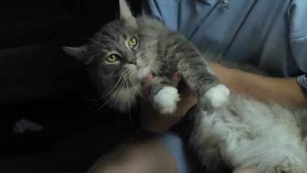 Veterinární lékař se stetoskopem zkoumá kočku doma - Záběry, video
