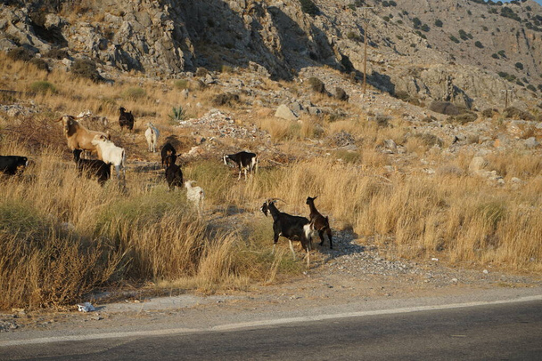 Las cabras salvajes cruzaron la autopista Eparchiaki Odos Lardou-Lindou. La cabra silvestre o íbice común, Capra aegagrus, es una especie de cabra silvestre. Pefki, isla de Rodas, Grecia - Foto, Imagen