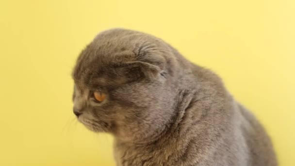 Mięsożerny szkocki krotnie kot z wąsami i futerkiem siedzi na żółtym tle w pobliżu okna. - Materiał filmowy, wideo