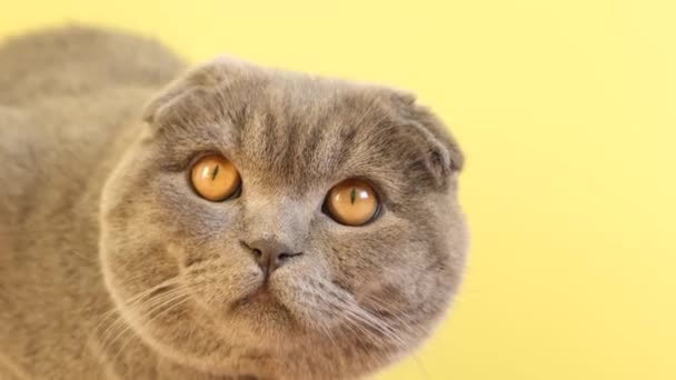 Eine Scottish Fold-Katze, eine kleine bis mittelgroße fleischfressende Katze mit gelben Augen, starrt auf gelbem Hintergrund in die Kamera. - Filmmaterial, Video
