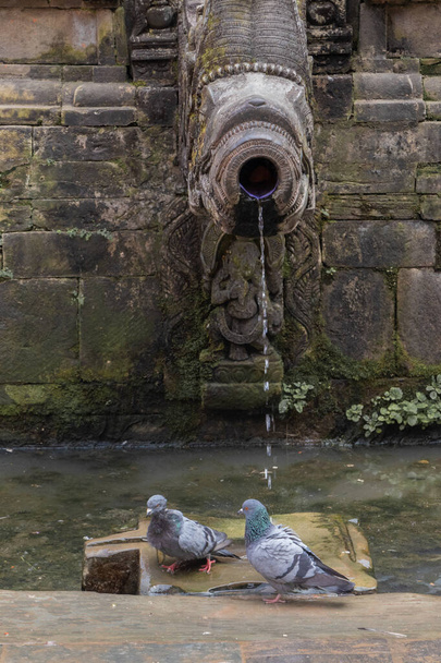 Dhunge dhara (beccuccio di pietra) essiccato in Patan Durbar Square, Nepal, dove il piccione sta facendo il bagno
 - Foto, immagini