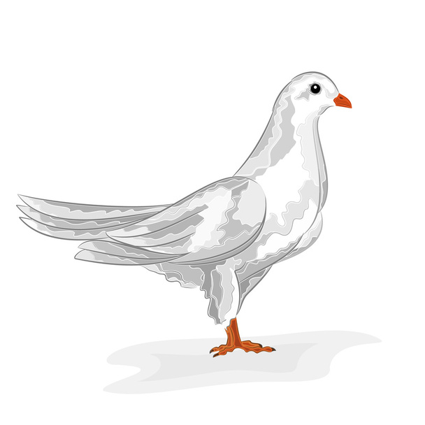 weißer Taubenvektor - Vektor, Bild