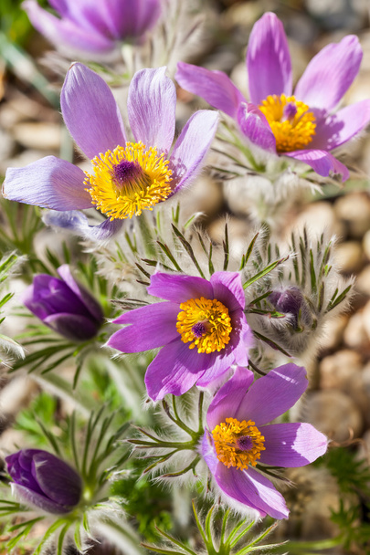 Detail of  pasque flower  - Photo, Image