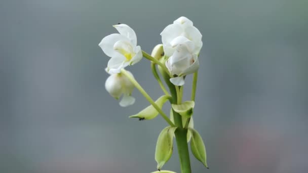 Eulophia nuda (eulophia spectaculaire, Amarkand). Cette plante a été utilisée pour le traitement des tumeurs, glandes scrofuleuses du cou - Séquence, vidéo