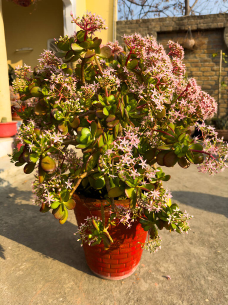 Crassula ovata planta afortunada llena de flores - Foto, Imagen