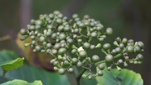 Leea indica (Girang, girang merah, Bandicoot Berry, Common Tree-Vine, Jolok-Jolok, Merbati Padang). Τα φύλλα χρησιμοποιούνται για τη θεραπεία πόνων του σώματος, κοψίματα, πυρετός, δερματικές ενοχλήσεις, ίλιγγος, και πληγές - Πλάνα, βίντεο