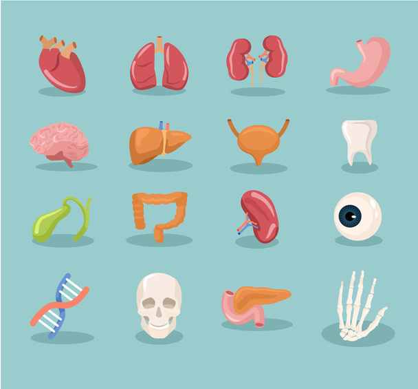 Vector internal organs cartoon icon set - Vector, afbeelding