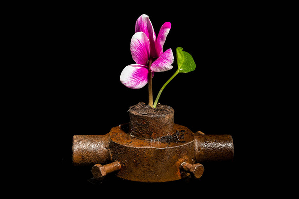 Criativa ainda vida com bucha de ferro enferrujado velho e flor rosa em um fundo preto - Foto, Imagem