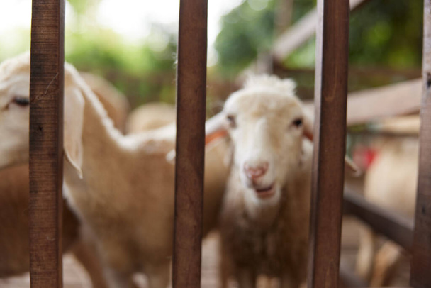 Una manada de ovejas de pie en un corral detrás de una cerca con una cerca en el fondo - Foto, imagen