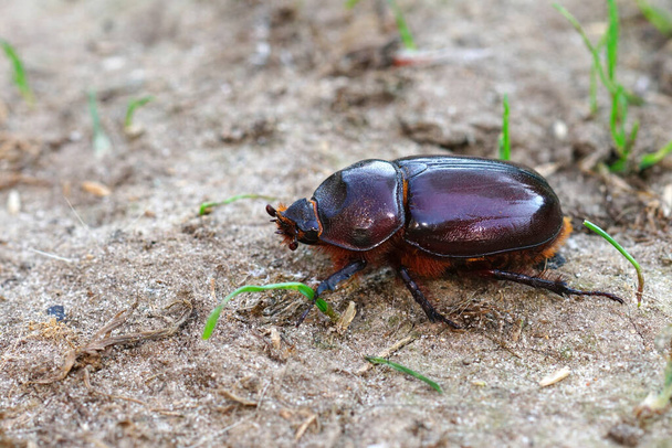 Detailed loseup on a female of the rare European rhinoceros beetle, Oryctes nasicornis - Photo, Image