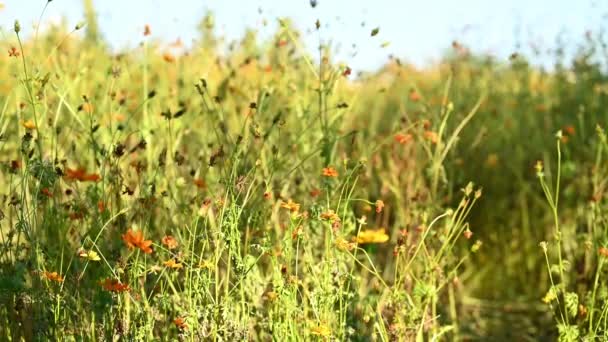 Sárga kén kozmosz ingadozik a szélben a természetben virágzó területen. - Felvétel, videó