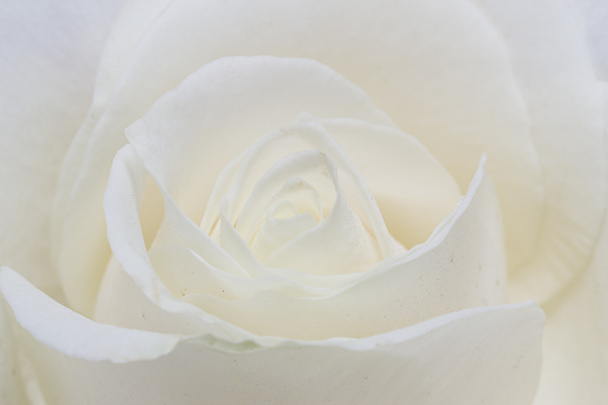 rosa blanca primer plano
 - Foto, imagen