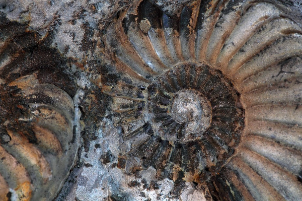 Ammonita
 - Foto, Imagen