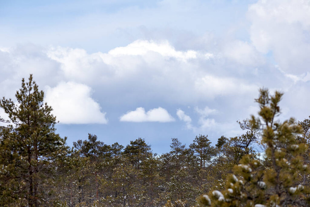 pohled na přírodu v zimě s malými a velkými jehličnany na pozadí oblohy s mraky - Fotografie, Obrázek