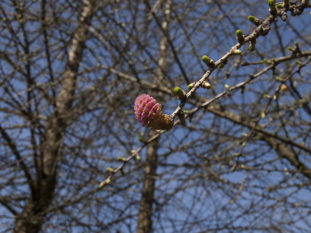 Větvička modřínu s pásem a květina - Fotografie, Obrázek