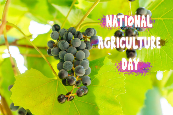 Celebrando el Día Nacional de la Agricultura entre las viñas verdes bajo cielos soleados - Foto, imagen