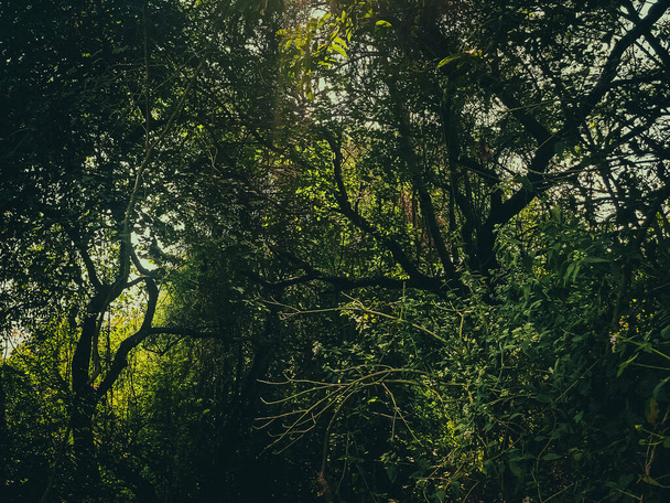Immergrüner Regenwald mit Ästen tropischer Bäume im Dunkeln - Foto, Bild