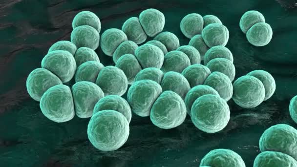 Bakteerit Streptococcus pneumoniae, joka tunnetaan myös nimellä Pneumococcus, 3D-animaatio. Grampositiiviset diplokokit, keuhkokuumeen aiheuttava aine - Materiaali, video