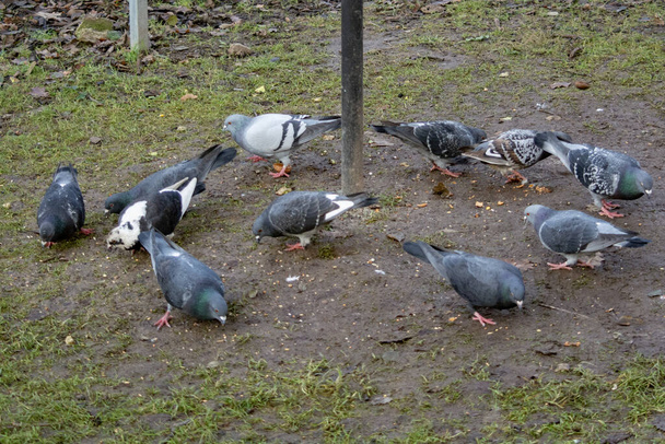 palomas de la ciudad se alimentan junto al comedero - Foto, Imagen