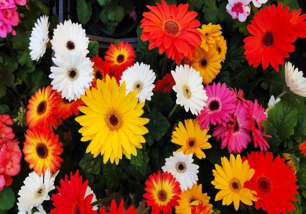 Prado verde colorido com vermelho, branco, amarelo, laranja, flores roxas com folhas verdes e grama. - Foto, Imagem
