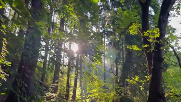 Το φυσικό τοπίο του δάσους φωτίζεται καθώς ο ήλιος λάμπει μέσα από τα δέντρα, δημιουργώντας μια γραφική σκηνή από χερσαία φυτά και γαλήνια δάση.. - Πλάνα, βίντεο