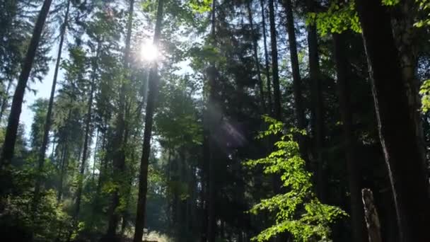 Il sole sbircia attraverso la foresta, illuminando gli alberi, creando un paesaggio naturale sereno nel bioma. - Filmati, video