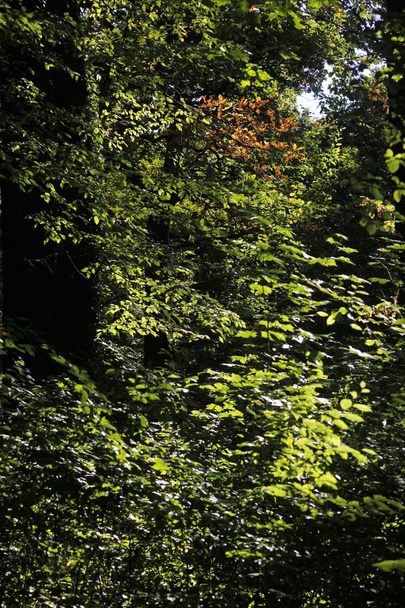 Herbstzeit - Foto, imagen