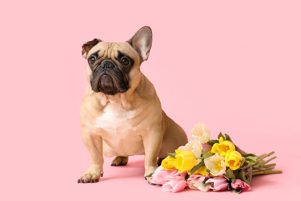 Mignon bouledogue français avec des tulipes sur fond rose. Journée internationale de la femme - Photo, image