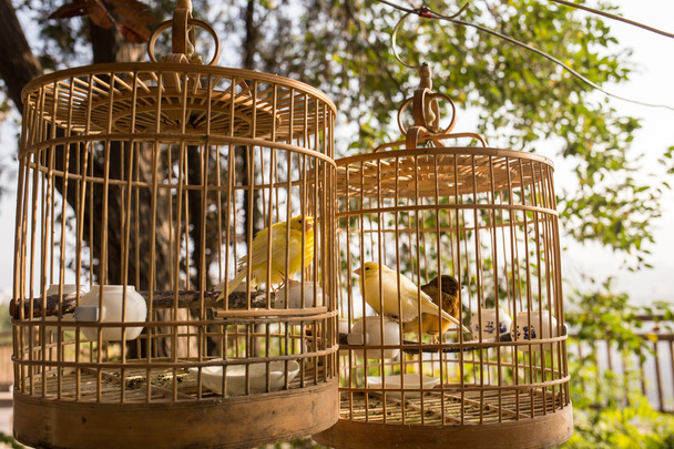 Keltaiset linnut häkeissä
 - Valokuva, kuva