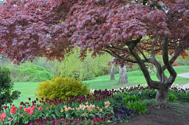 Coloridos tulipanes y árboles de primavera
 - Foto, Imagen