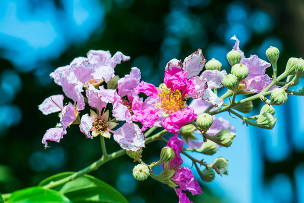 Lagerstroemia flowers with green leaves background, Thailand - Photo, Image