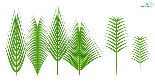 Palm Sundah element design concept. Eps - Vector, Image