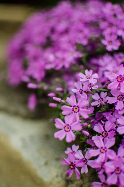 Pieni phlox kukkia kevään puutarha koristeluun aurinkoisena päivänä
 - Valokuva, kuva