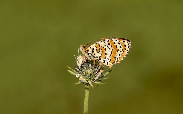 Пятнистая бабочка Ипархан (Melitaea didyma) на цветке - Фото, изображение