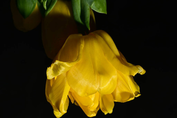 gelbe Tulpen auf schwarzem Hintergrund - Foto, Bild