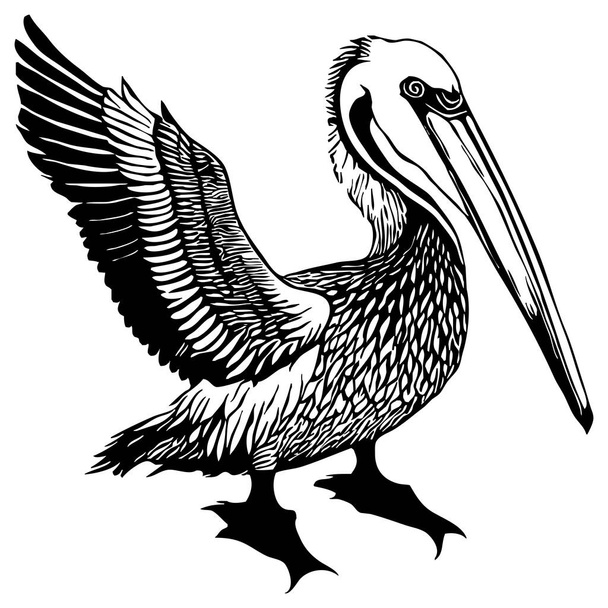 Černý pelikán na bílém pozadí. Zvířata čára umění. Návrh loga pro použití v grafice. Tisk pro trička, design pro tetování.  - Fotografie, Obrázek