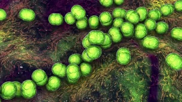 Gram-positive bacteria Streptococcus, S. pyogenes, S. agalactiae and other streptococci, the causative agents of Scarlet fever and other infections, 3D illustration - Materiał filmowy, wideo