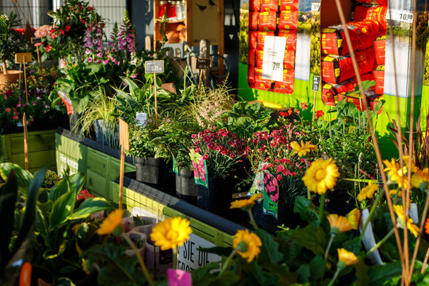 mercato dei fiori da giardino. piantine e fiori in vaso in vendita - Foto, immagini