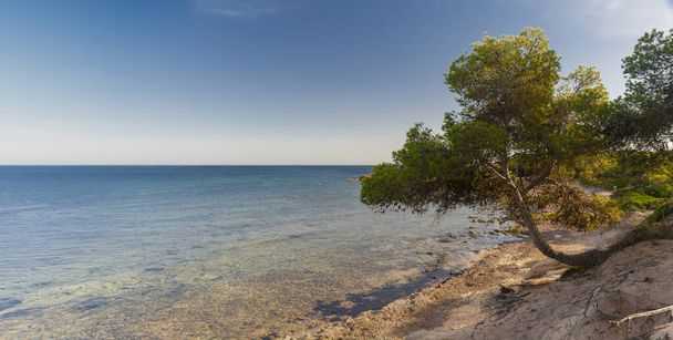 Samotne drzewo usiadło z wdziękiem na słonecznych brzegach, z widokiem na czyste, spokojne wody Morza Balearskiego - Zdjęcie, obraz