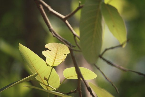 zelené listy na podzim - Fotografie, Obrázek